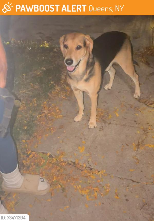 Found/Stray Male Dog last seen 202nd St. and 116th Ave., Queens, NY 11412