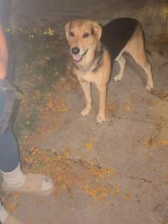 Found/Stray Male Dog last seen 202nd St. and 116th Ave., Queens, NY 11412