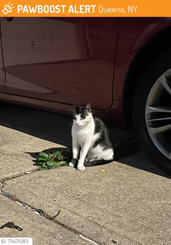 Found/Stray Unknown Cat last seen 42-54 81st St, Elmhurst, Queens, NY 11373