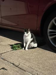 Found/Stray Unknown Cat last seen 42-54 81st St, Elmhurst, Queens, NY 11373