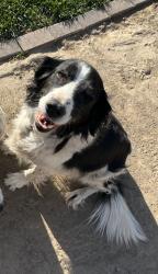Lost Female Dog last seen Tulare, Visalia, CA 93277