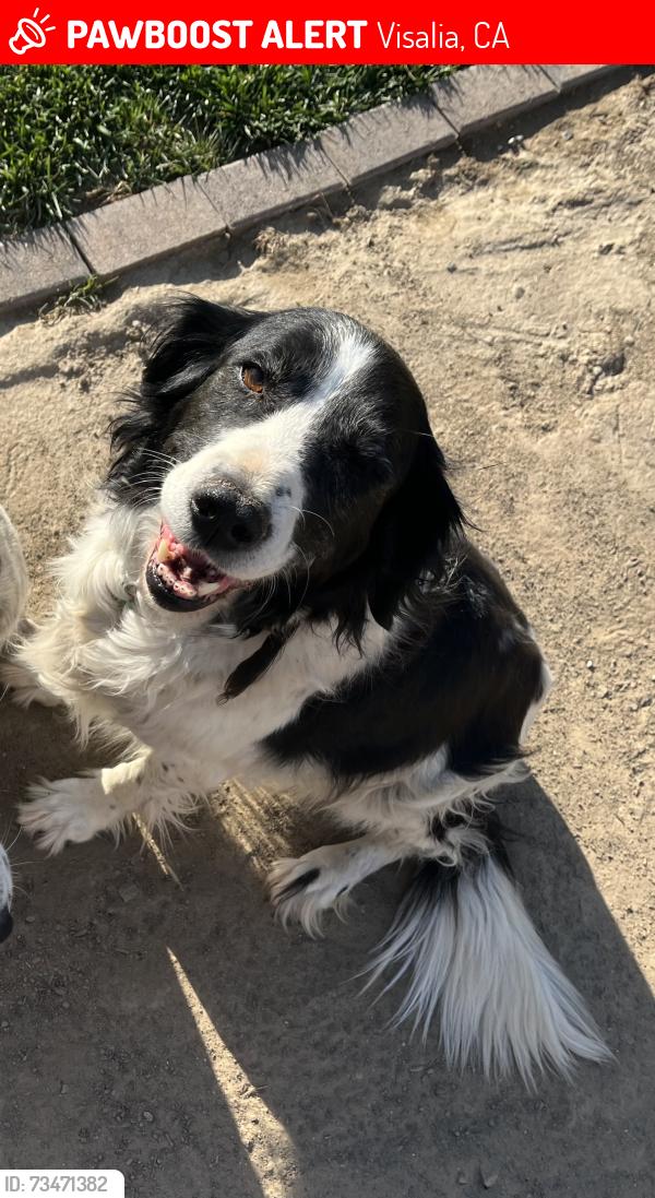 Lost Female Dog last seen Tulare, Visalia, CA 93277