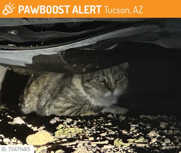 Found/Stray Unknown Cat last seen Oracle and Hardy, Tucson, AZ 85704