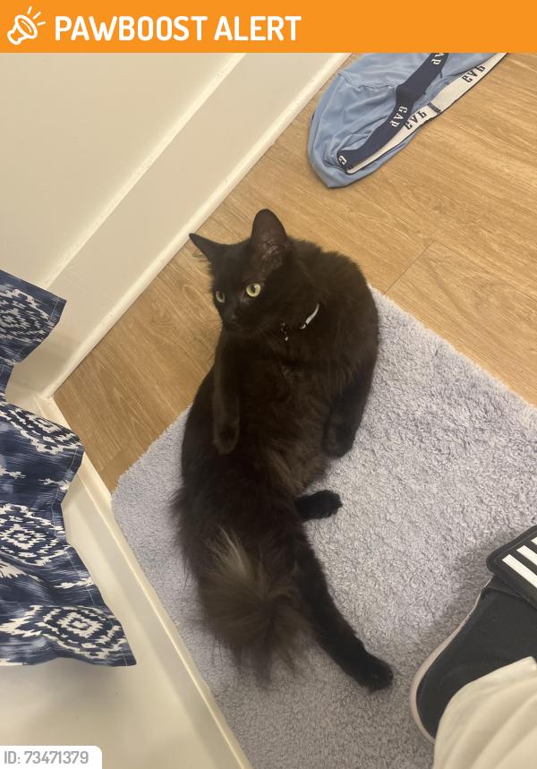Found/Stray Unknown Cat last seen Near the Factory at Park Circle, North Charleston, SC 29405
