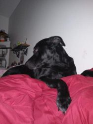 Lost Female Dog last seen crownwood ct Edgewood md, Edgewood, MD 21040