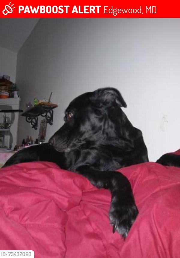 Lost Female Dog last seen crownwood ct Edgewood md, Edgewood, MD 21040