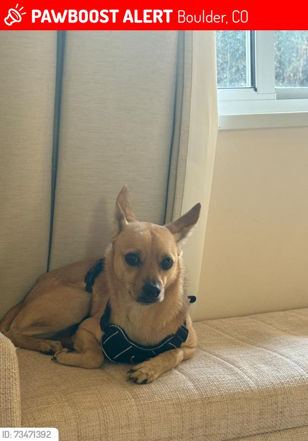 Lost Male Dog last seen Bear creek elementary, Boulder, CO 80305