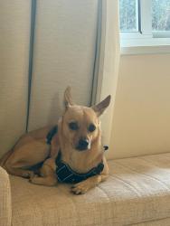 Lost Male Dog last seen Bear creek elementary, Boulder, CO 80305