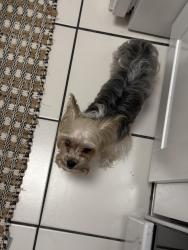 Lost Female Dog last seen Near, Ybor City, FL 33605