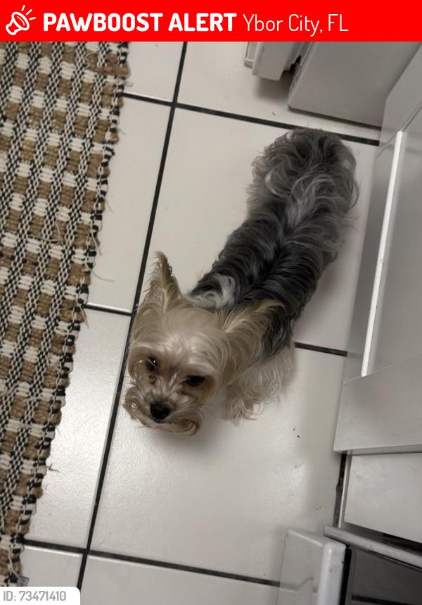 Lost Female Dog last seen Near, Ybor City, FL 33605