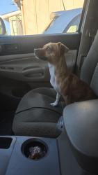 Reunited Female Dog last seen Chabot oakland, Hayward, CA 94545