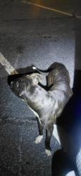 Found/Stray Male Dog last seen big os boat access down near the boat ramps, Conover, NC 28613