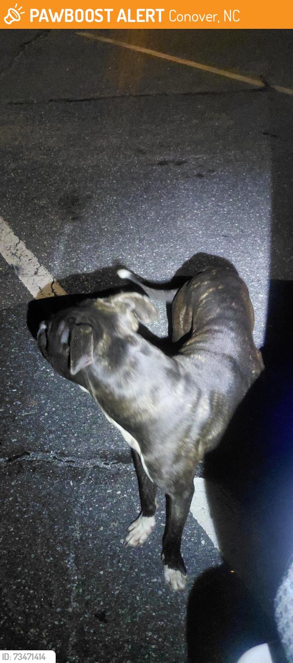 Found/Stray Male Dog last seen big os boat access down near the boat ramps, Conover, NC 28613
