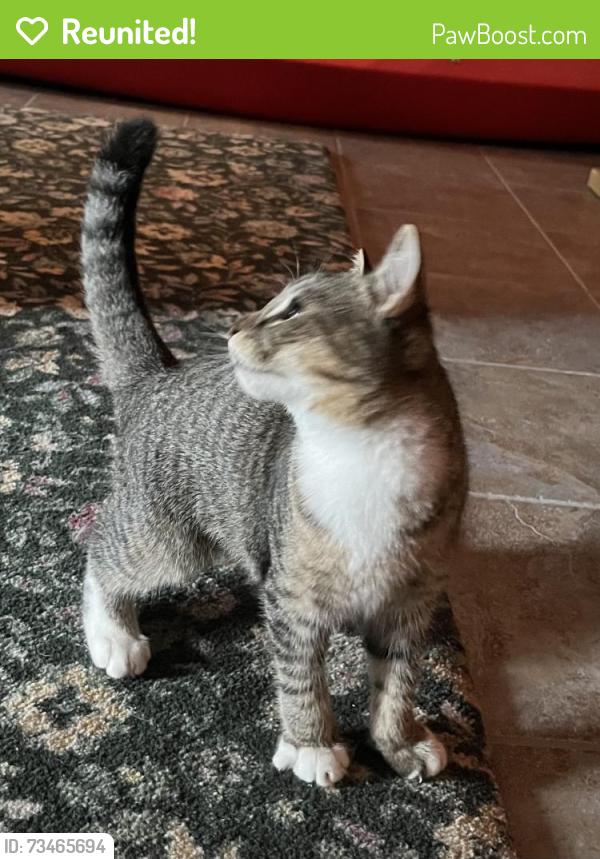 Reunited Male Cat last seen Chatham Square Park, New Haven, CT 06513
