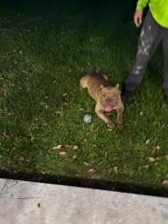 Reunited Male Dog last seen NW 12st hmstd fl 33030, Homestead, FL 33030