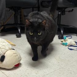 Shelter Stray Female Cat last seen , Animal Care & Control Team of Philly, 111 W Hunting Park Ave, Philadelphia, PA 19140, USA