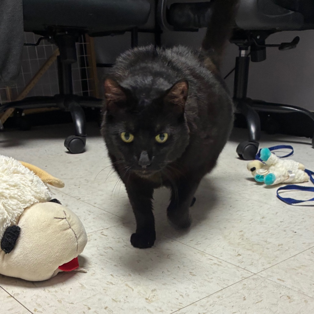 Shelter Stray Female Cat last seen , Animal Care & Control Team of Philly, 111 W Hunting Park Ave, Philadelphia, PA 19140, USA