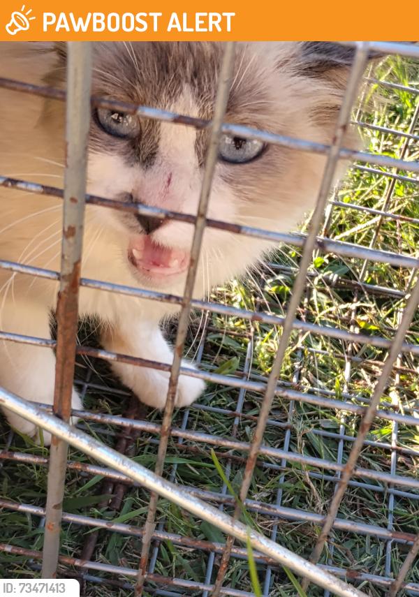 Found/Stray Unknown Cat last seen Ridgemont circle, Washington County, TN 37663