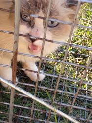 Found/Stray Unknown Cat last seen Ridgemont circle, Washington County, TN 37663