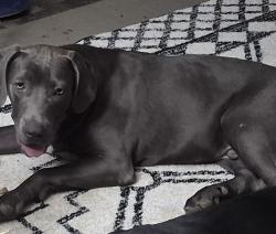 Lost Male Dog last seen Washita point lake texoma, Kingston, OK 73439