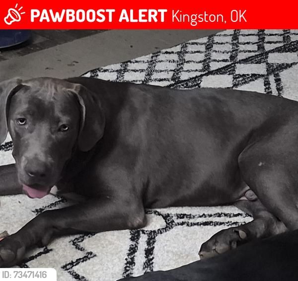 Lost Male Dog last seen Washita point lake texoma, Kingston, OK 73439