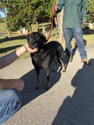 Found/Stray Female Dog last seen Near S. Harvard Ave, Tulsa, OK 74137