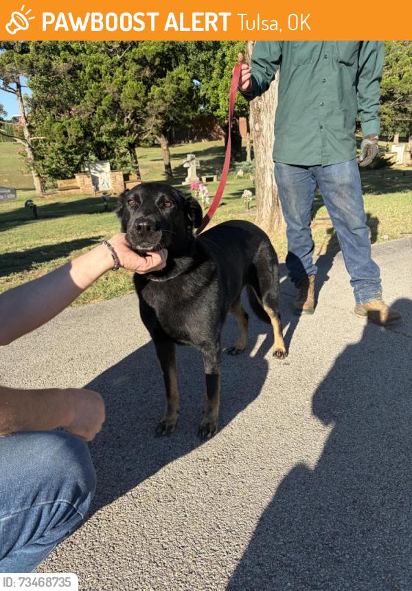 Found/Stray Female Dog last seen Near S. Harvard Ave, Tulsa, OK 74137