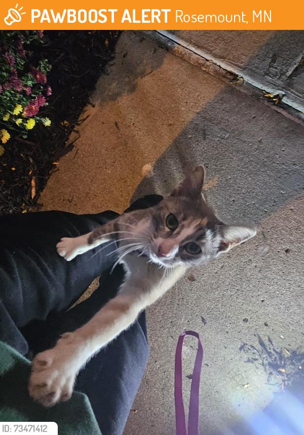 Found/Stray Unknown Cat last seen Cedar Avenue and Glacier Way, Rosemount, MN 55068