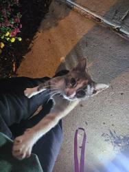 Found/Stray Unknown Cat last seen Cedar Avenue and Glacier Way, Rosemount, MN 55068