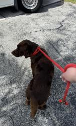 Reunited Female Dog last seen Near Sunset Dr, Miami, FL 33173, USA, Miami, FL 33173