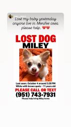 Reunited Female Dog last seen Legado community between McCall and Ethenac, Menifee, CA 92586