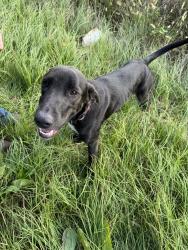 Found/Stray Female Dog last seen Cotton field off 20 E and by Blanchard Rd, Robeson County, NC 28371