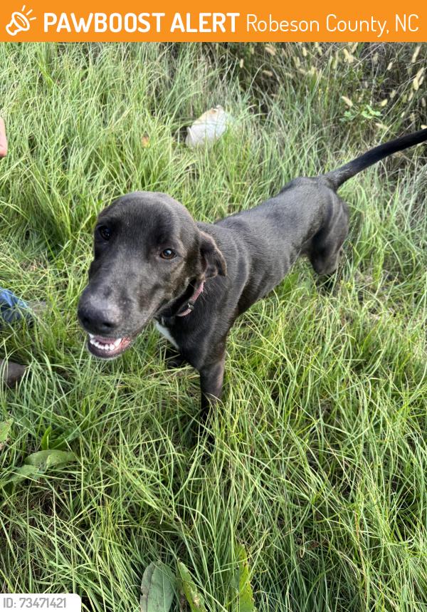 Found/Stray Female Dog last seen Cotton field off 20 E and by Blanchard Rd, Robeson County, NC 28371