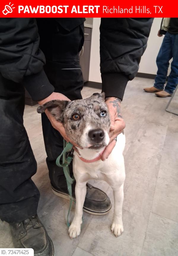 Lost Female Dog last seen Richland hills city hall, Richland Hills, TX 76118