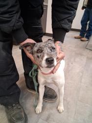 Lost Female Dog last seen Richland hills city hall, Richland Hills, TX 76118