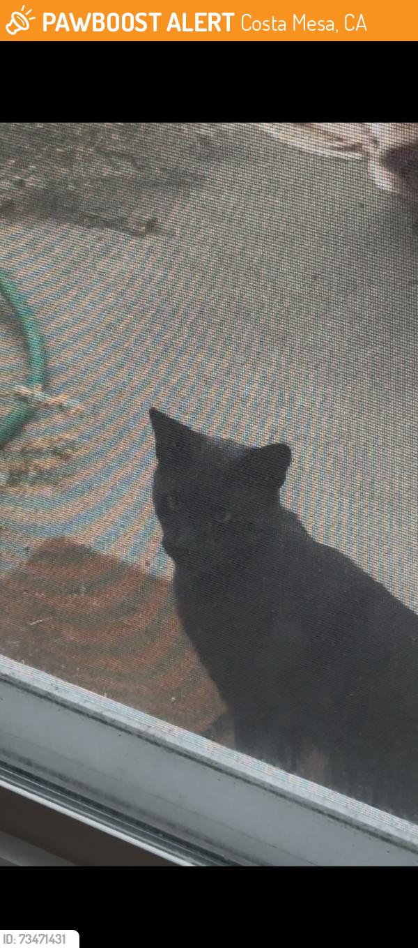 Found/Stray Unknown Cat last seen Santa Ana Ave, Costa Mesa, CA 92627