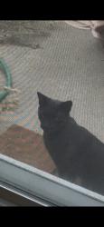 Found/Stray Unknown Cat last seen Santa Ana Ave, Costa Mesa, CA 92627