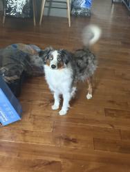 Lost Female Dog last seen Byrd ln, College Grove, TN 37046