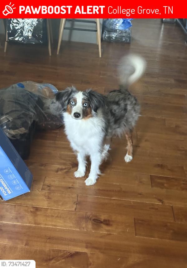 Lost Female Dog last seen Byrd ln, College Grove, TN 37046