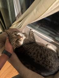 Reunited Male Cat last seen Menlo Park Elementary School, Edison, NJ 08817