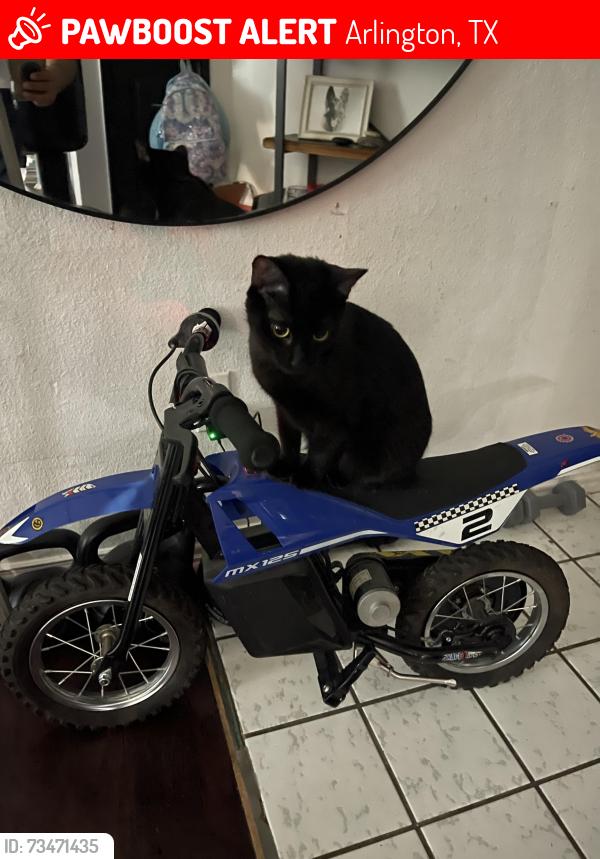 Lost Female Cat last seen Markete, Arlington, TX 76018