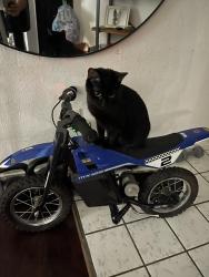 Lost Female Cat last seen Markete, Arlington, TX 76018
