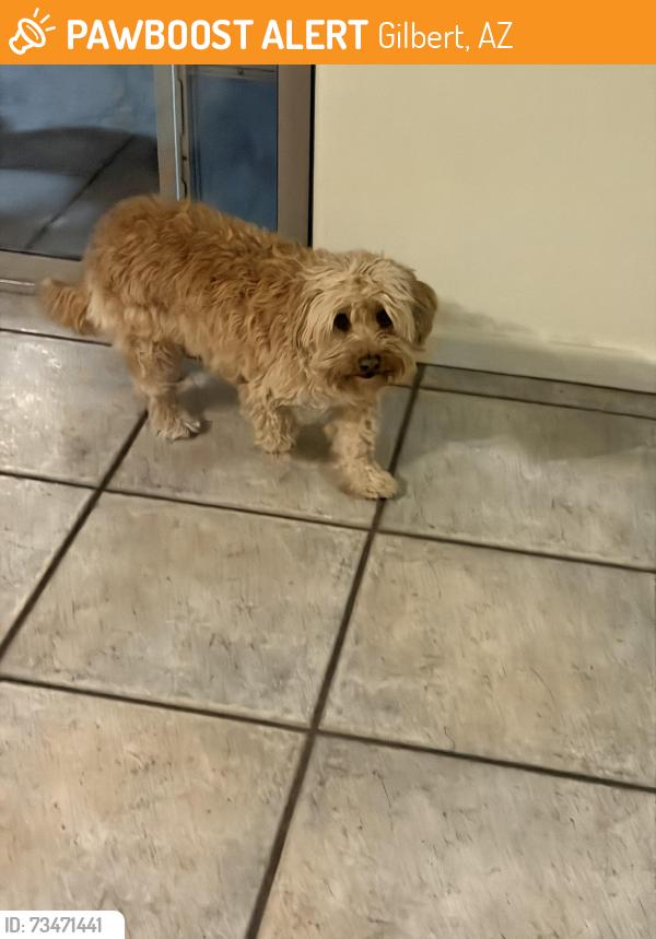 Found/Stray Female Dog last seen Val Vista Meadows, Gilbert, AZ 85234