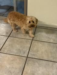Found/Stray Female Dog last seen Val Vista Meadows, Gilbert, AZ 85234
