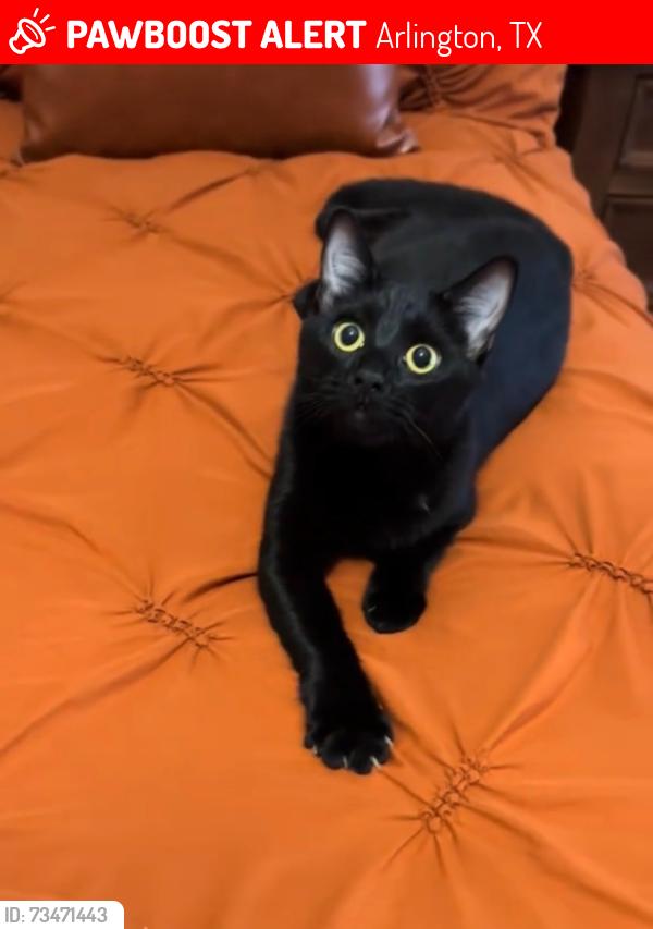 Lost Female Cat last seen Marquette, Arlington, TX 76018