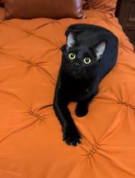 Lost Female Cat last seen Marquette, Arlington, TX 76018
