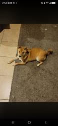 Lost Female Dog last seen Retama parkway, Selma, TX 78154