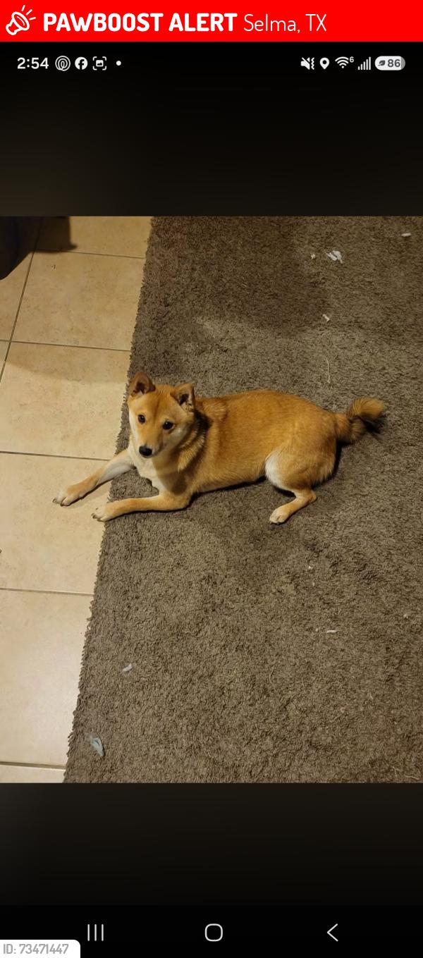 Lost Female Dog last seen Retama parkway, Selma, TX 78154