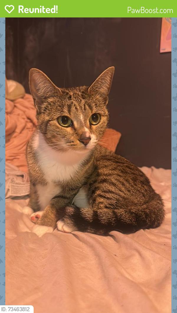 Reunited Female Cat last seen Sugarland Run Dr, Sterling, VA 20164