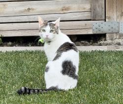 Lost Female Cat last seen Walden Square SE, Calgary, AB 
